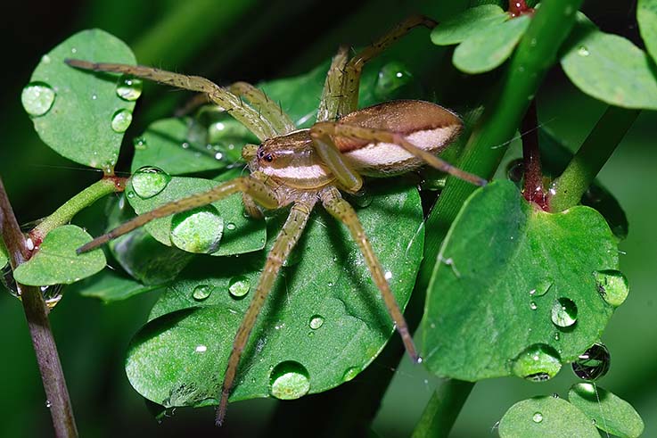 Dolomedes fimbriatus